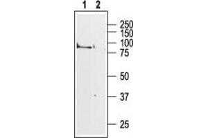 Western blot analysis of rat brain membranes:1. (Muscarinic Acetylcholine Receptor M1 (CHRM1) Peptid)
