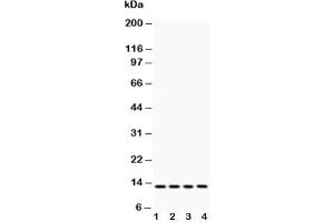 Western blot testing of Cytochrome C antibody and Lane 1:  rat liver;  2: HeLa;  3: MCF-7;  4: mouse HEPA (Cytochrome C Antikörper  (AA 91-105))