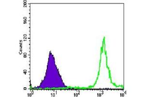 Flow cytometric analysis of Jurkat cells using anti-PARP mAb (green) and negative control (purple). (PARP1 Antikörper)