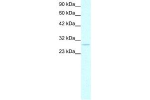 Prohibitin antibody used at 1-2 ug/ml to detect target protein. (Prohibitin Antikörper  (C-Term))