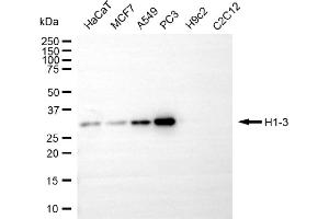 Western blotting analysis using H1-3 antibody (ABIN7798939).