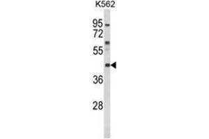 Western blot analysis of MC3R Antibody (Center) in K562 cell line lysates (35ug/lane). (MC3R Antikörper  (Middle Region))