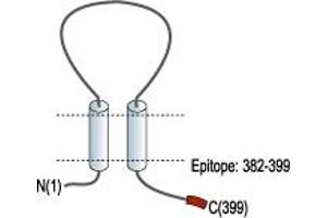 anti-Purinergic Receptor P2X, Ligand Gated Ion Channel 1 (P2RX1) (AA 382-399), (C-Term), (Intracellular) antibody