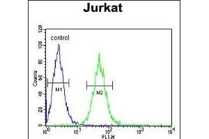 BCKDHA Antibody (C-term) (ABIN390811 and ABIN2841048) flow cytometric analysis of Jurkat cells (right histogram) compared to a negative control cell (left histogram).