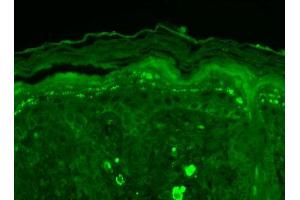 Immunohistochemistry analysis using Mouse Anti-SHANK3 Monoclonal Antibody, Clone S69-46 . (SHANK3 Antikörper  (AA 840-857) (APC))