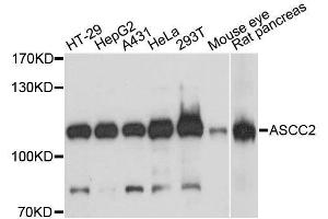 Western blot analysis of extracts of various cell lines, using ASCC2 antibody. (ASCC2 Antikörper  (AA 488-757))