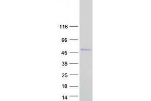 Validation with Western Blot (SSBP4 Protein (Transcript Variant 1) (Myc-DYKDDDDK Tag))