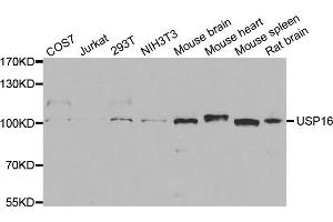Western blot analysis of extracts of various cell lines, using USP16 antibody (ABIN5973472) at 1/1000 dilution. (USP16 Antikörper)