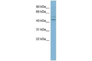 WB Suggested Anti-SLC46A1 Antibody Titration:  0. (SLC46A1 Antikörper  (N-Term))