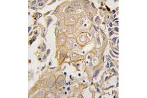 Image no. 3 for anti-CD4 (CD4) (N-Term) antibody (ABIN357033)