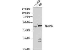 Western blot analysis of extracts of various cell lines, using NSUN5 antibody (ABIN7268955) at 1:1000 dilution. (NSUN5 Antikörper  (AA 277-466))