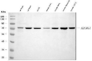 Western blot analysis of Adgrg1 using anti-Adgrg1 antibody (ABIN7601979). (Adhesion G Protein-Coupled Receptor G1 (ADGRG1) (AA 53-554) Antikörper)
