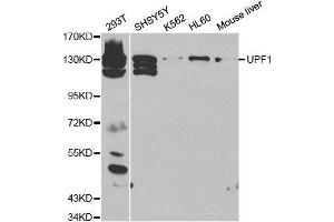 Western blot analysis of extracts of various cell lines, using UPF1 antibody. (RENT1/UPF1 Antikörper  (AA 270-370))