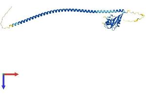 FCER2 Protein (AA 1-321) (His tag)