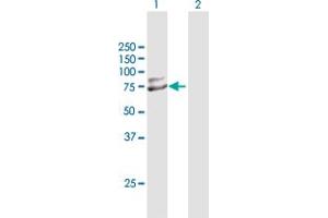 Western Blot analysis of TRIM25 expression in transfected 293T cell line by TRIM25 MaxPab polyclonal antibody. (TRIM25 Antikörper  (AA 1-630))