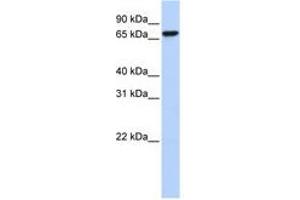 Image no. 1 for anti-KH-Type Splicing Regulatory Protein (KHSRP) (C-Term) antibody (ABIN6740672)