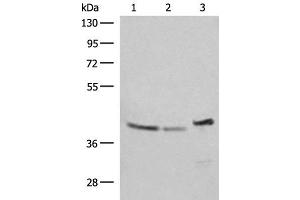 Western blot analysis of SKOV3 Hela and HepG2 cell lysates using ERAL1 Polyclonal Antibody at dilution of 1:500 (ERAL1 Antikörper)