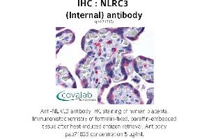 Image no. 2 for anti-NLR Family, CARD Domain Containing 3 (NLRC3) (Internal Region) antibody (ABIN1737382) (NLRC3 Antikörper  (Internal Region))