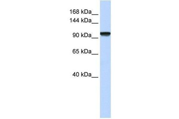 PAX3 and PAX7 Binding Protein 1 (PAXBP1) (N-Term) Antikörper