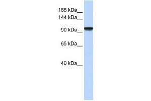 C21orf66 antibody used at 0. (PAX3 and PAX7 Binding Protein 1 (PAXBP1) (N-Term) Antikörper)