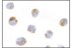 Immunocytochemistry of Mcl-1 in Raji cells with this product at 10 μg/ml. (MCL-1 Antikörper  (Center))