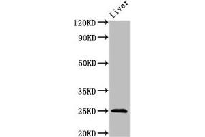 Western Blot Positive WB detected in: Mouse liver tissue All lanes: FGF17 antibody at 3 μg/mL Secondary Goat polyclonal to rabbit IgG at 1/50000 dilution Predicted band size: 25, 24 kDa Observed band size: 25 kDa (FGF17 Antikörper  (AA 23-216))