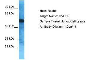 Host: Rabbit Target Name: OVCH2 Sample Type: Jurkat Whole Cell lysates Antibody Dilution: 1. (OVCH2 Antikörper  (C-Term))