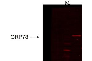 Western Blot analysis of Human recombinant cell lysate showing detection of GRP78 protein using Mouse Anti-GRP78 Monoclonal Antibody, Clone 6H4. (GRP78 Antikörper  (Atto 390))