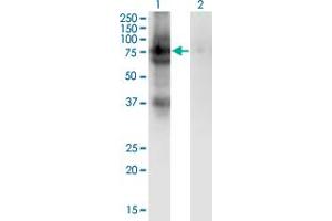 Western Blot analysis of PDIA4 expression in transfected 293T cell line by PDIA4 monoclonal antibody (M02), clone 2H3. (PDIA4 Antikörper  (AA 355-464))