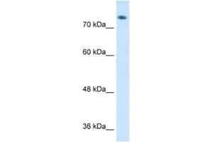 Western Blotting (WB) image for anti-Amiloride Binding Protein 1 (Amine Oxidase (Copper-Containing)) (ABP1) antibody (ABIN2462499) (DAO Antikörper)
