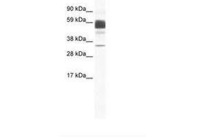 Image no. 1 for anti-Claudin 16 (CLDN16) (C-Term) antibody (ABIN202207) (Claudin 16 Antikörper  (C-Term))