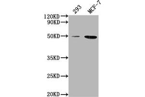 Western Blot Positive WB detected in: 293 whole cell lysate, MCF-7 whole cell lysate All lanes: ATF4 antibody at 1:2000 Secondary Goat polyclonal to rabbit IgG at 1/50000 dilution Predicted band size: 39 kDa Observed band size: 50 kDa (ATF4 Antikörper  (AA 20-200))
