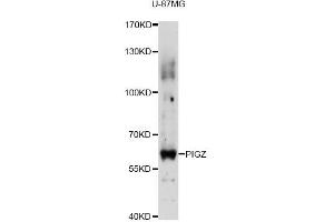 Western blot analysis of extracts of U-87MG cells, using PIGZ antibody (ABIN6292530) at 1:3000 dilution.