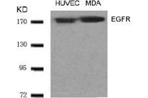 Image no. 1 for anti-Epidermal Growth Factor Receptor (EGFR) (AA 1068-1072) antibody (ABIN197228) (EGFR Antikörper  (AA 1068-1072))