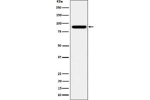 Western blot analysis of HOOK2 expression in HeLa cell lysate.