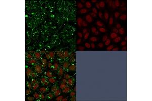 Immunofluorescent staining of paraformaldehyde-fixed HeLa cells with CD55 Mouse Monoclonal Antibody (F4-29D9) followed by goat anti-Mouse IgG-CF488 (Green). (CD55 Antikörper)