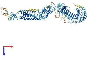 LRRC8B Protein (AA 1-803) (His tag)