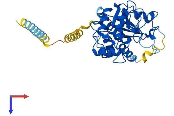 ST3GAL1 Protein (AA 1-340) (His tag)