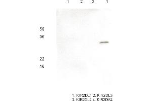 Western blot analysis Recombinant human KIR2DL1, KIR2DL3, KIR2DL4 and KIR2DS4 (each 100 ng) were resolved by SDS-PAGE, transferred to PVDF membrane and probed with anti-human KIR2DS4 antibody (1:1000).