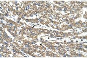 Immunohistochemical staining (Formalin-fixed paraffin-embedded sections) of human heart with CTH polyclonal antibody  at 4-8 ug/mL working concentration. (CTH Antikörper  (C-Term))