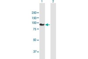 Western Blot analysis of PCDHGA11 expression in transfected 293T cell line by PCDHGA11 MaxPab polyclonal antibody. (PCDHgA11 Antikörper  (AA 1-837))