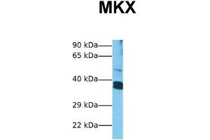 Host:  Rabbit  Target Name:  MKX  Sample Tissue:  Human HepG2  Antibody Dilution:  1. (MKX Antikörper  (Middle Region))