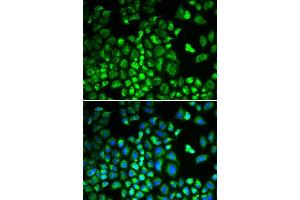 Immunofluorescence analysis of A549 cells using HAX1 antibody. (HAX1 Antikörper  (AA 1-279))