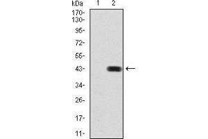 Western Blotting (WB) image for anti-Bone Morphogenetic Protein 2 (BMP2) (AA 283-396) antibody (ABIN5542283)