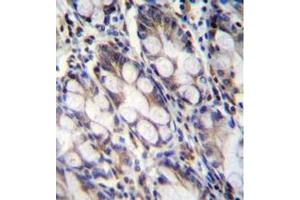 Immunohistochemistry analysis in formalin fixed and paraffin embedded human rectum tissue reacted with FNDC7 Antibody (C-term) followed by peroxidase conjugation of the secondary antibody and DAB staining. (FNDC7 Antikörper  (C-Term))