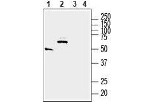 Western blot analysis of rat small intestine (lanes 1 and 3) and brain (lanes 2 and 4) lysates: - 1,2. (Solute Carrier Family 17 (Acidic Sugar Transporter), Member 5 (SLC17A5) (AA 479-492), (C-Term), (Intracellular) Antikörper)
