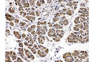 IHC analysis of Alpha Amylase 1 using anti- Alpha Amylase 1 antibody . (AMY1A Antikörper  (N-Term))