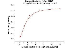 Immobilized Human Nectin-1, His Tag (ABIN2181680,ABIN2181679) at 5 μg/mL (100 μL/well) on an Nickel Coated plate can bind Mouse Nectin-4, Fc Tag (ABIN6973167) with a linear range of 0. (PVRL4 Protein (AA 31-347) (Fc Tag))