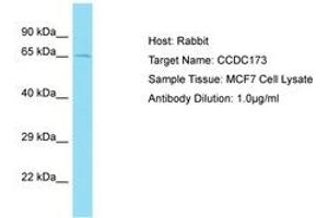 Image no. 1 for anti-Coiled-Coil Domain Containing 173 (CCDC173) (AA 409-458) antibody (ABIN6750753) (CCDC173 Antikörper  (AA 409-458))