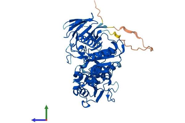 PNKP Protein (AA 1-521) (His tag)